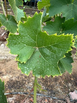 정진님의 포도 · 병해충상담 작성글 사진