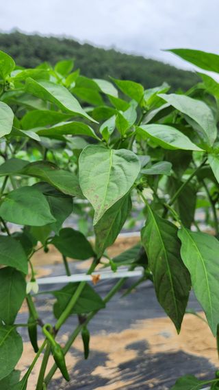 두아들아빠님의 고추 · 병해충상담 작성글 사진