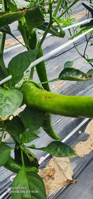 한밭골님의 고추 · 병해충상담 작성글 사진