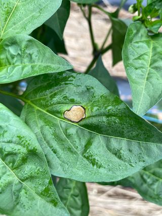 금이영농님의 고추 · 병해충상담 작성글 사진