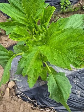 藝園님의 참깨 · 병해충상담 작성글 사진