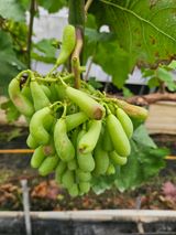 팜모닝 포도·병해충상담 게시글 이미지