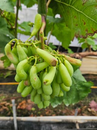 김동희님의 포도 · 병해충상담 작성글 사진