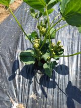 팜모닝 콩·병해충상담 게시글 이미지