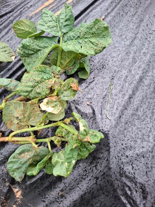 황광기님의 콩 · 병해충상담 작성글 사진