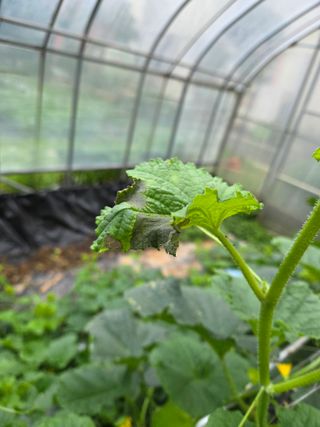 용진님의 기타작물 · 병해충상담 작성글 사진