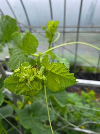 용진님의 기타작물 · 병해충상담 작성글 사진