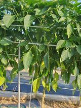 팜모닝 고추·병해충상담 게시글 이미지