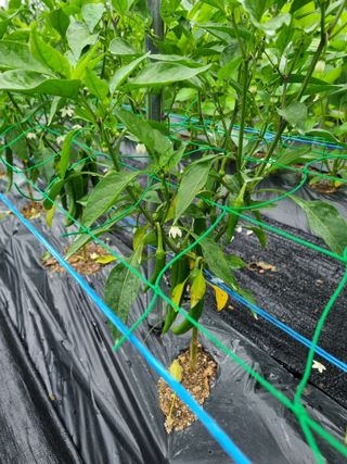 김정태님의 고추 · 병해충상담 작성글 사진