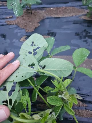 권영식님의 콩 · 병해충상담 작성글 사진