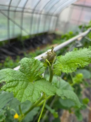 용진님의 기타작물 · 병해충상담 작성글 사진