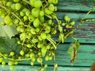 봉산88님의 포도 · 병해충상담 작성글 사진