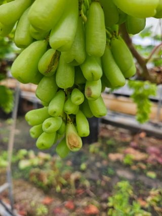 김동희님의 포도 · 병해충상담 작성글 사진