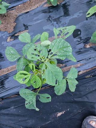 권영식님의 콩 · 병해충상담 작성글 사진