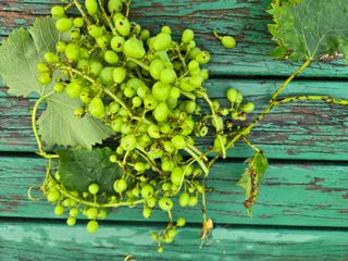 봉산88님의 포도 · 병해충상담 작성글 사진