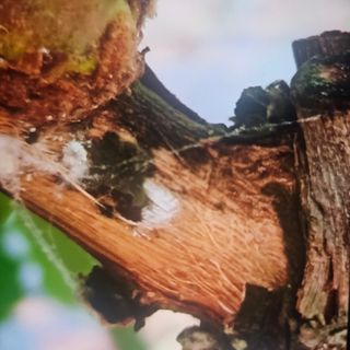 W님의 포도 · 병해충상담 작성글 사진