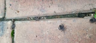 고현탁 님의 토마토 · 병해충상담 작성글 사진