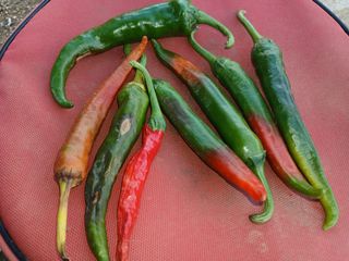 김관식님의 고추 · 병해충상담 작성글 사진