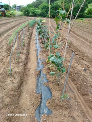 배추7123님의 고추 · 병해충상담 작성글 사진