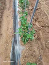 팜모닝 고추·병해충상담 게시글 이미지