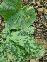 팜모닝 오이·병해충상담 게시글 이미지