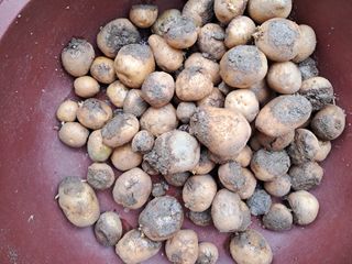 서상기 은퇴농장님의 감자 · 병해충상담 작성글 사진