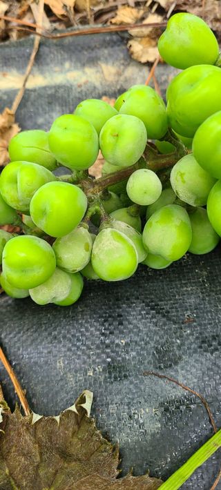 서기열님의 포도 · 병해충상담 작성글 사진