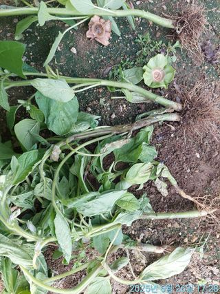 황대헌님의 참깨 · 병해충상담 작성글 사진