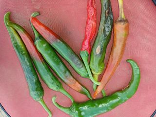 김관식님의 고추 · 병해충상담 작성글 사진