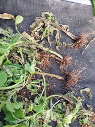 황대헌님의 참깨 · 병해충상담 작성글 사진