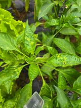 팜모닝 고추·병해충상담 게시글 이미지