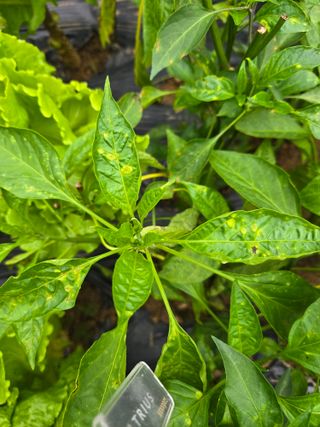 능혜원님의 고추 · 병해충상담 작성글 사진