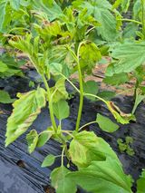 팜모닝 참깨·병해충상담 게시글 이미지