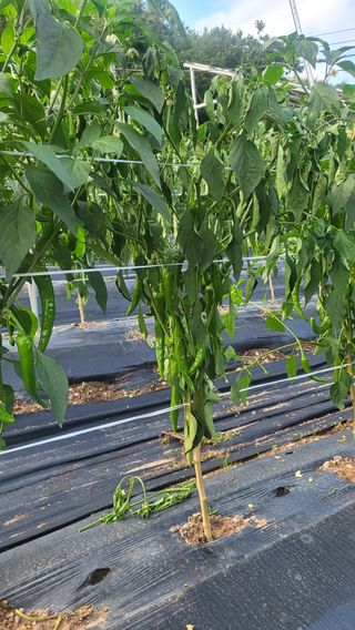 주만택님의 고추 · 병해충상담 작성글 사진