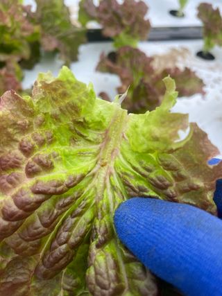 하우스상추님의 상추 · 병해충상담 작성글 사진