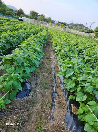 자미농원~김미자님의 참깨 · 병해충상담 작성글 사진