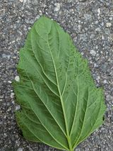 팜모닝 참깨·병해충상담 게시글 이미지