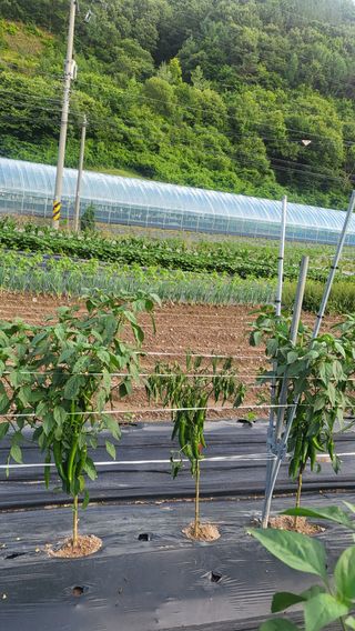 주만택님의 고추 · 병해충상담 작성글 사진