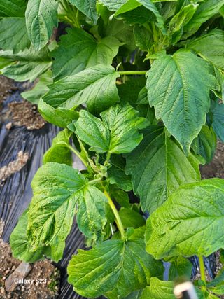 자미농원~김미자님의 참깨 · 병해충상담 작성글 사진