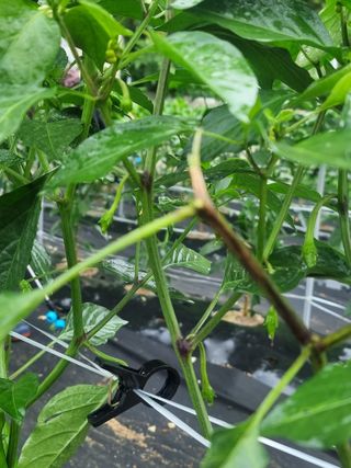 초초초보5도2촌님의 고추 · 병해충상담 작성글 사진