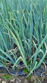 팜모닝 파·병해충상담 게시글 이미지