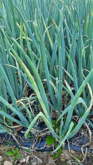 무룡농장님의 파·병해충상담 작성글 사진