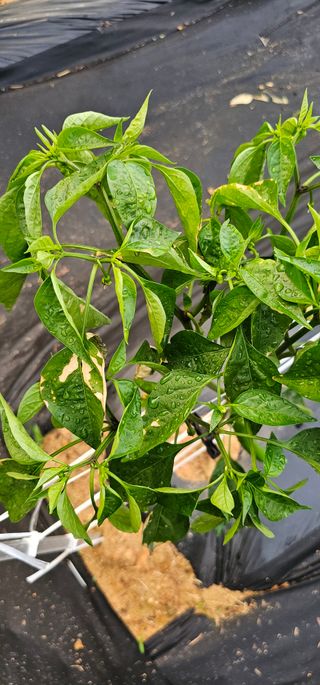 초보농민님의 고추 · 병해충상담 작성글 사진