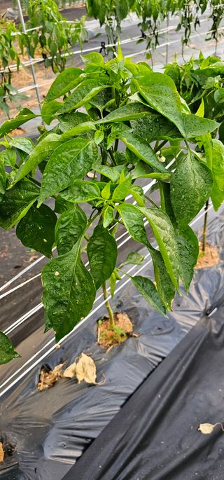 초보농민님의 고추 · 병해충상담 작성글 사진