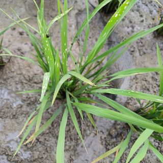 촌 아저씨님의 벼 · 병해충상담 작성글 사진