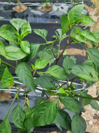 초초초보5도2촌님의 고추 · 병해충상담 작성글 사진