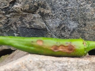 초초초보5도2촌님의 고추 · 병해충상담 작성글 사진