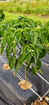 팜모닝 고추·병해충상담 게시글 이미지