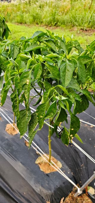 초보농민님의 고추 · 병해충상담 작성글 사진