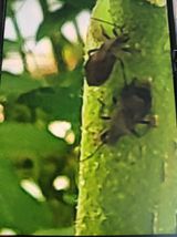 팜모닝 두릅·병해충상담 게시글 이미지